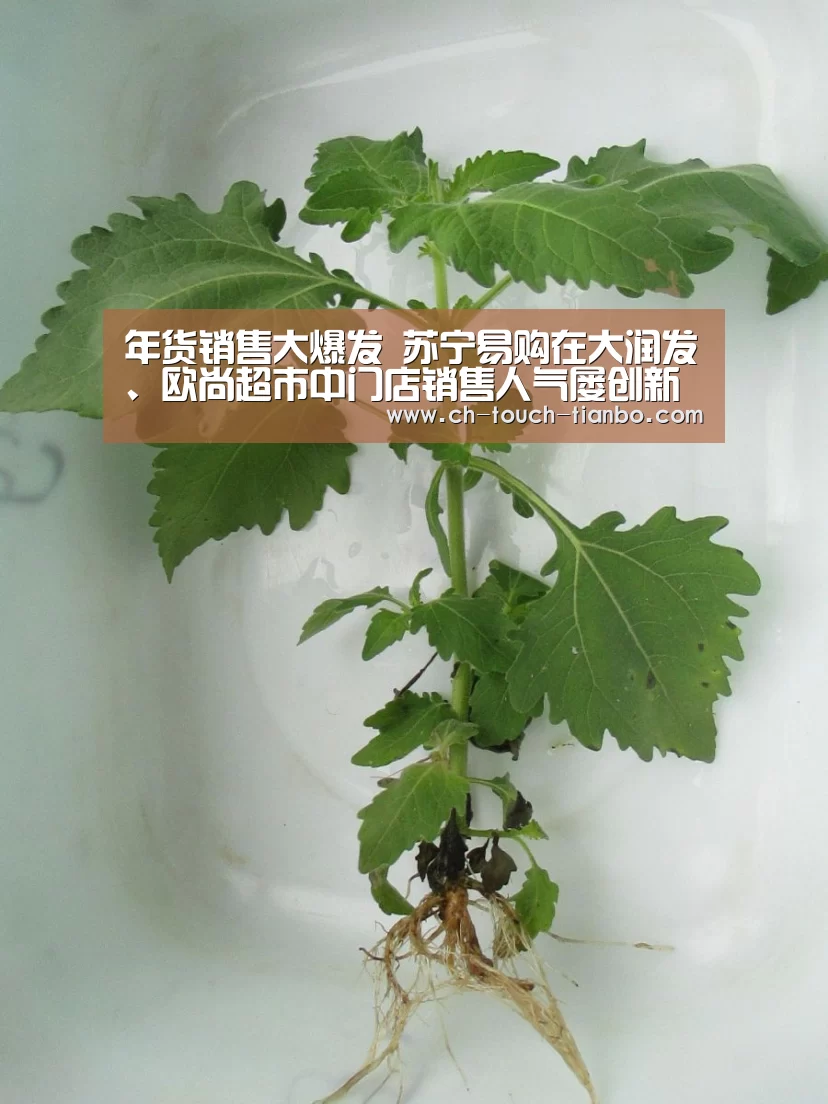 天博赛事